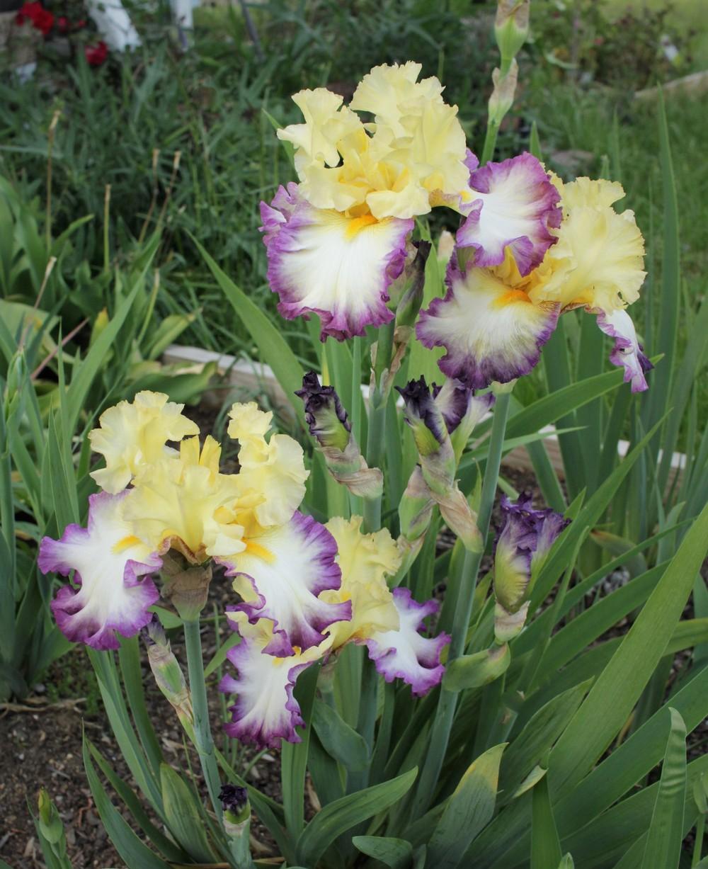 Photo of Tall Bearded Iris (Iris 'Day on the Bay') uploaded by cinvasko