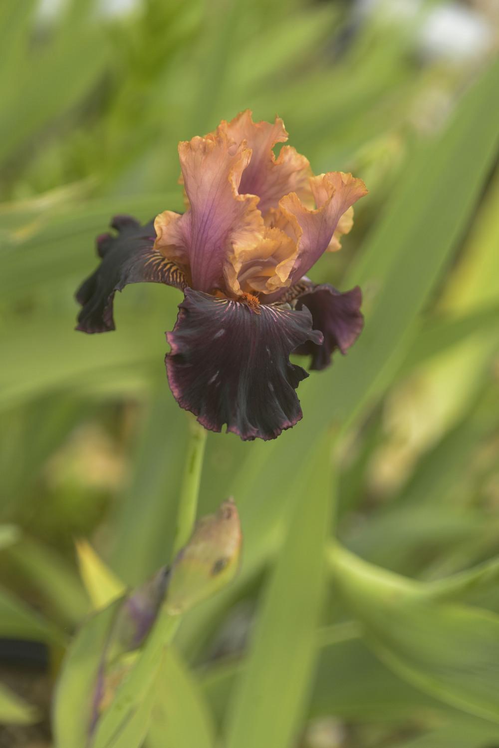 Photo of Border Bearded Iris (Iris 'Sopra il Vulcano') uploaded by cliftoncat