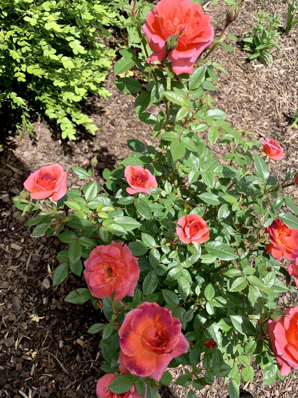 Photo of Rose (Rosa 'Smoke Rings') uploaded by flowerchild75