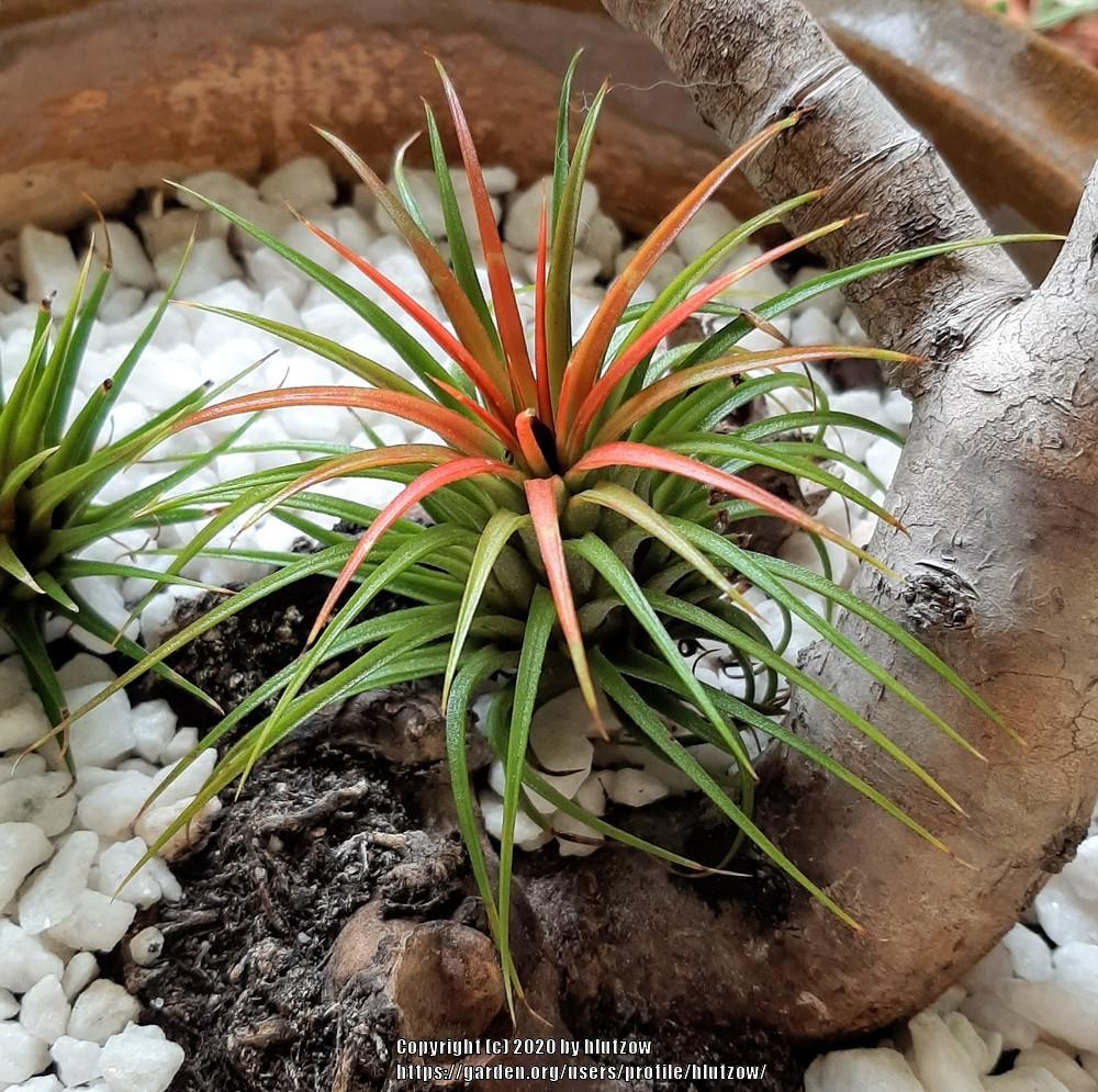 Photo of Air Plant (Tillandsia ionantha) uploaded by hlutzow