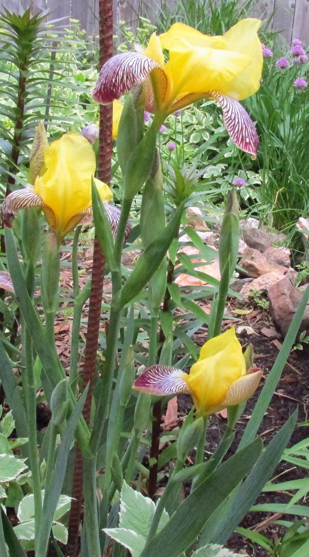 Photo of Miniature Tall Bearded Iris (Iris 'Gracchus') uploaded by jmorth