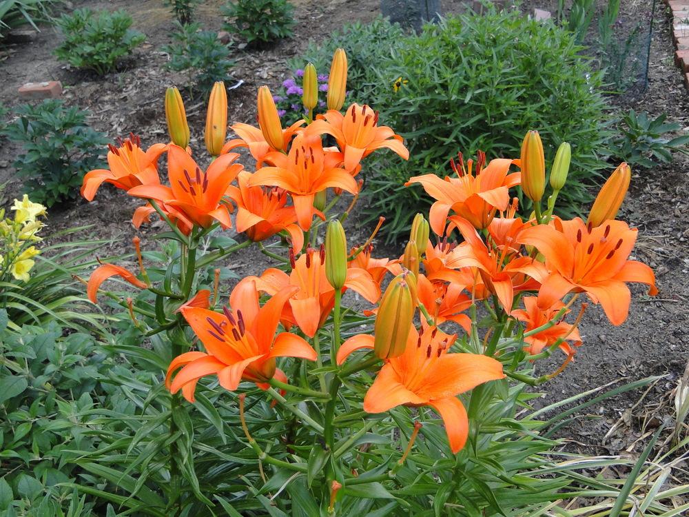 Photo of Lily (Lilium 'Brunello') uploaded by lauriemorningglory