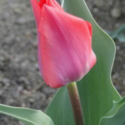 Location: southeast Nebraska 
Date: 2017-04-08
 Perennial tulip.