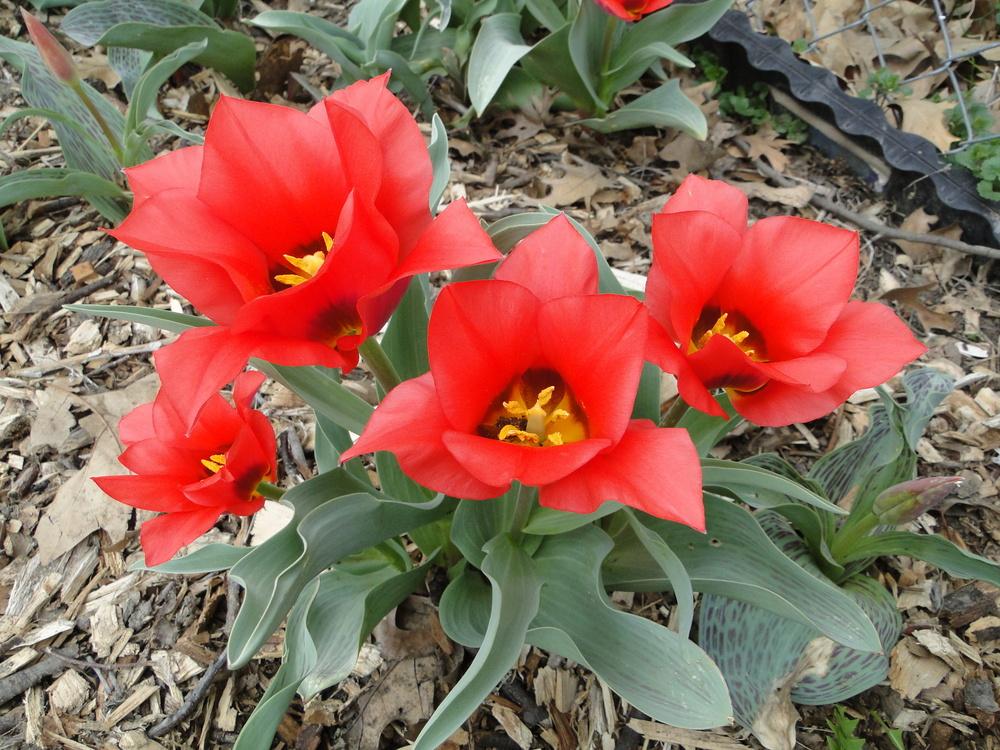 Photo of Greigii Tulip (Tulipa 'Portland') uploaded by lauriemorningglory