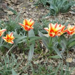 Location: southeast Nebraska 
Date: 2017-04-09
 Red/yellow blooms. Older blooms red/white.