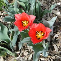 Location: southeast Nebraska 
Date: 2017-04-08
 Perennial tulip