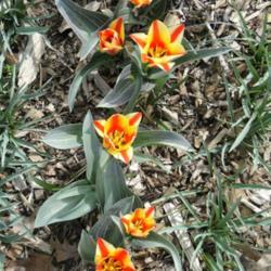 Location: southeast Nebraska 
Date: 2017-04-08
 Red/yellow blooms. Older blooms red/white.
