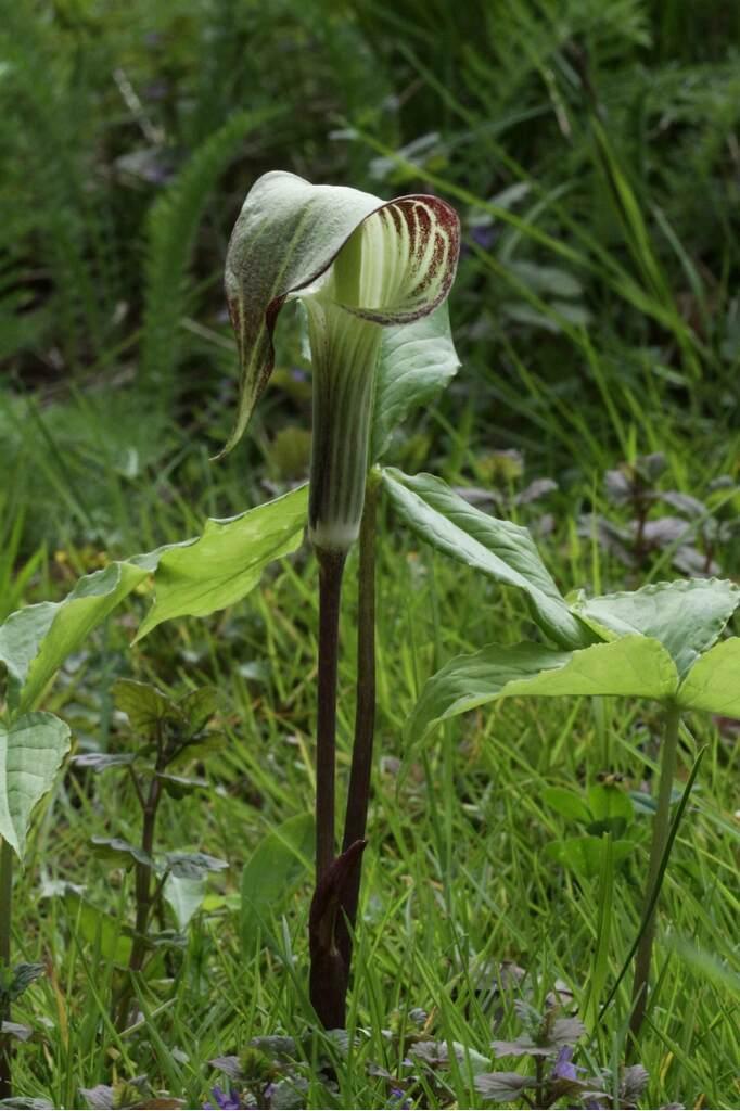 Photo of Jack in the Pulpit (Arisaema triphyllum) uploaded by nativeplantlover