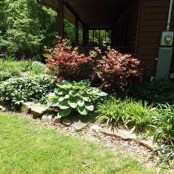 Location: Blaine TN
Date: 2020-05-16
Compare the size - the porch is 8' wide, azaleas are mature plant