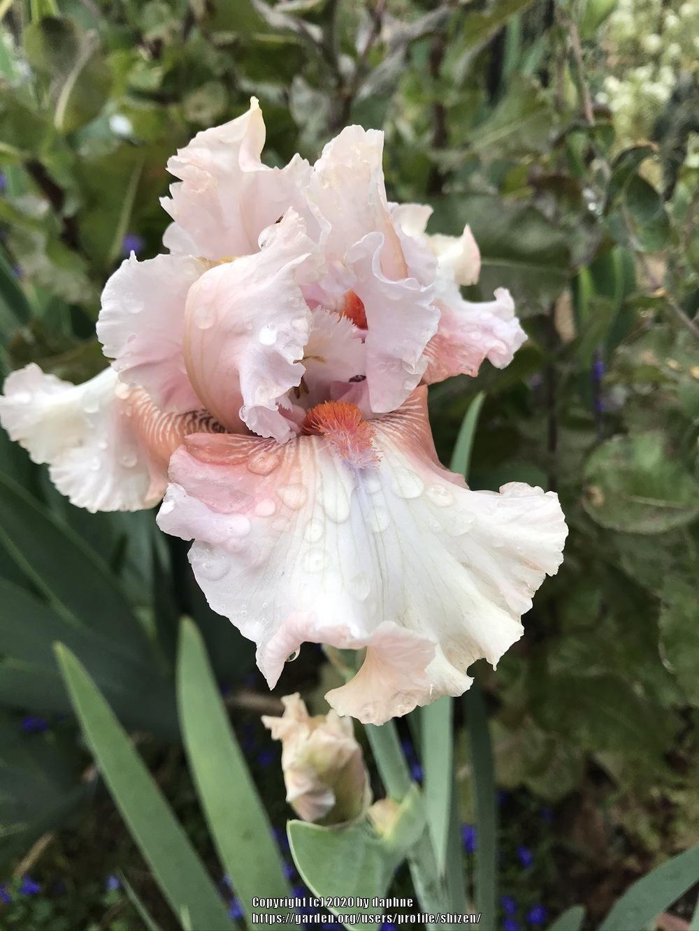 Photo of Tall Bearded Iris (Iris 'Double Platinum') uploaded by shizen