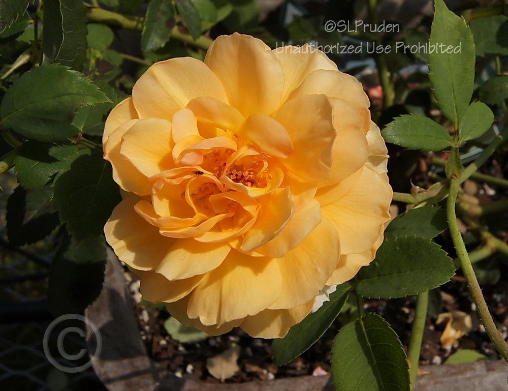 Photo of Rose (Rosa 'Port Sunlight') uploaded by DaylilySLP