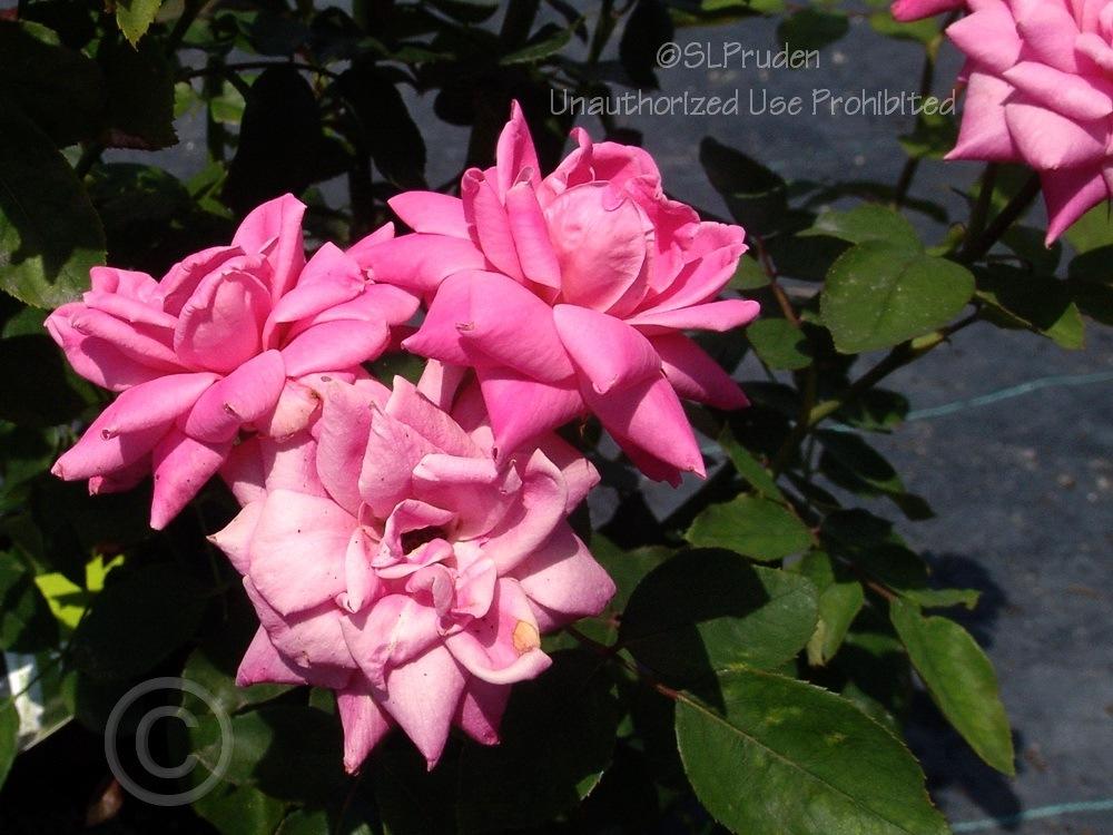 Photo of Rose (Rosa 'Pink Double Knock Out') uploaded by DaylilySLP