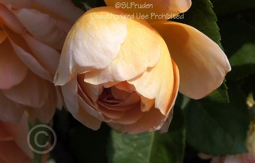 Photo of English Shrub Rose (Rosa 'Pat Austin') uploaded by DaylilySLP