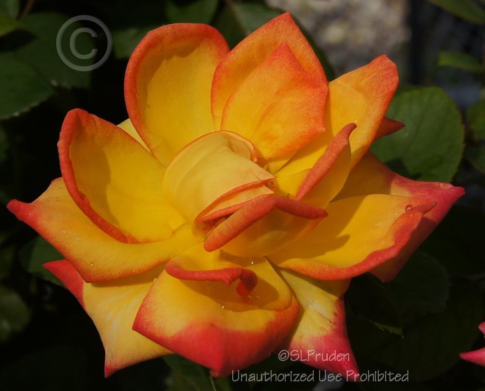 Photo of Rose (Rosa 'Red Gold') uploaded by DaylilySLP