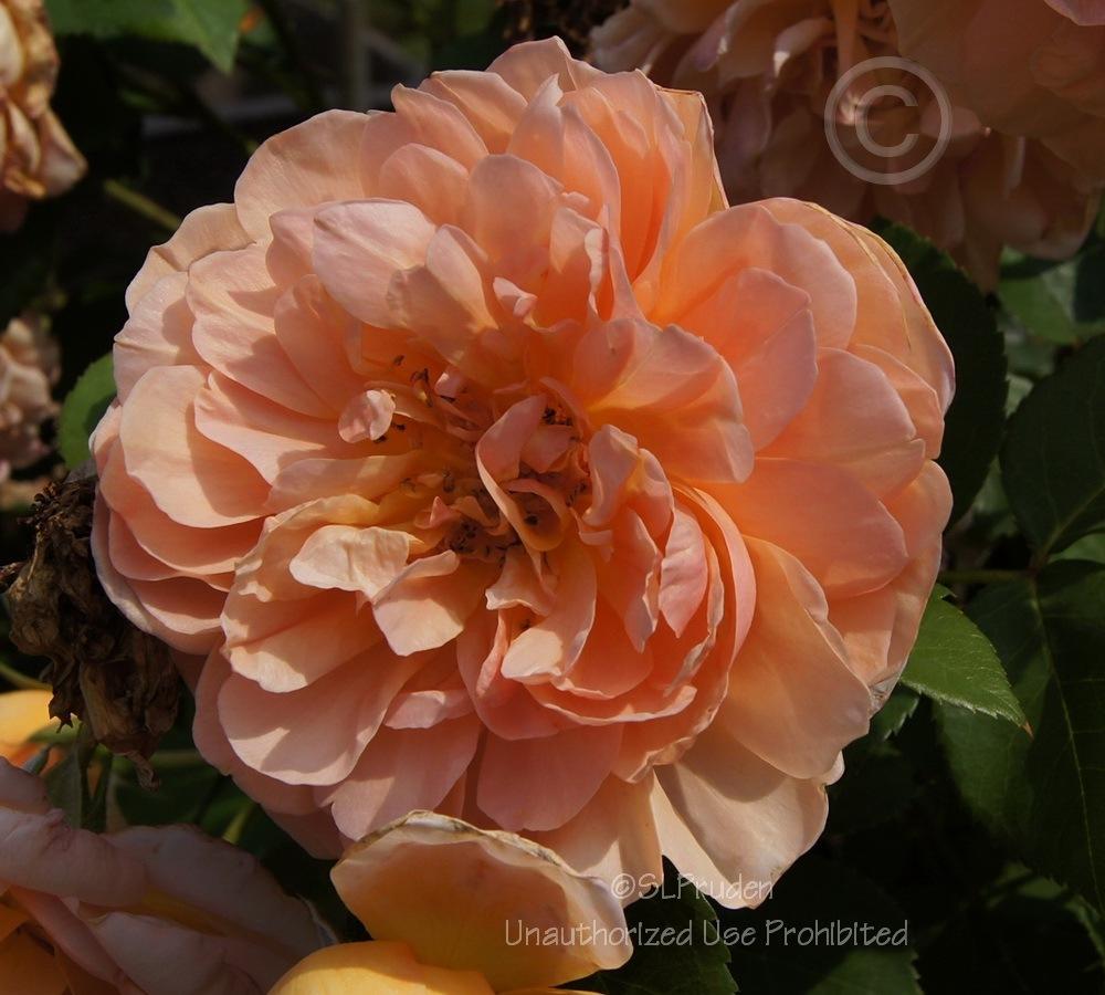Photo of English Shrub Rose (Rosa 'Pat Austin') uploaded by DaylilySLP