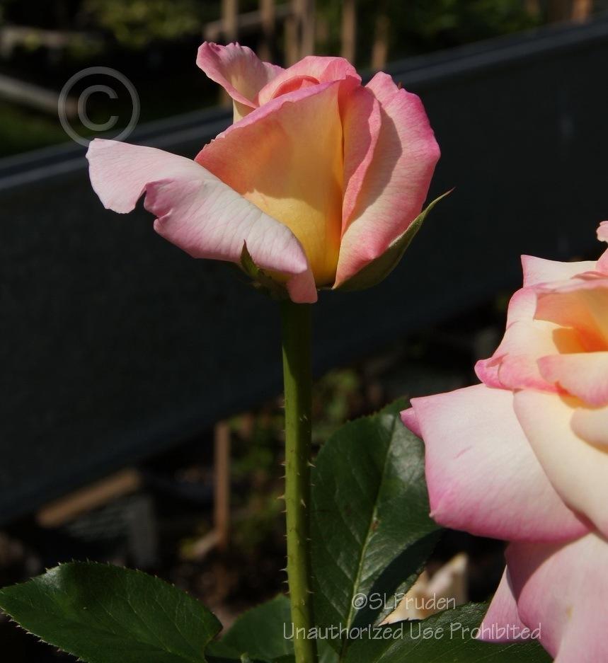 Photo of Hybrid Tea Rose (Rosa 'Peace') uploaded by DaylilySLP