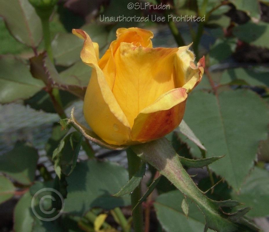Photo of Hybrid Tea Rose (Rosa 'Rio Samba') uploaded by DaylilySLP