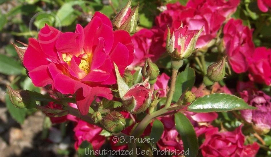Photo of Rose (Rosa 'Nature Meillandecor') uploaded by DaylilySLP