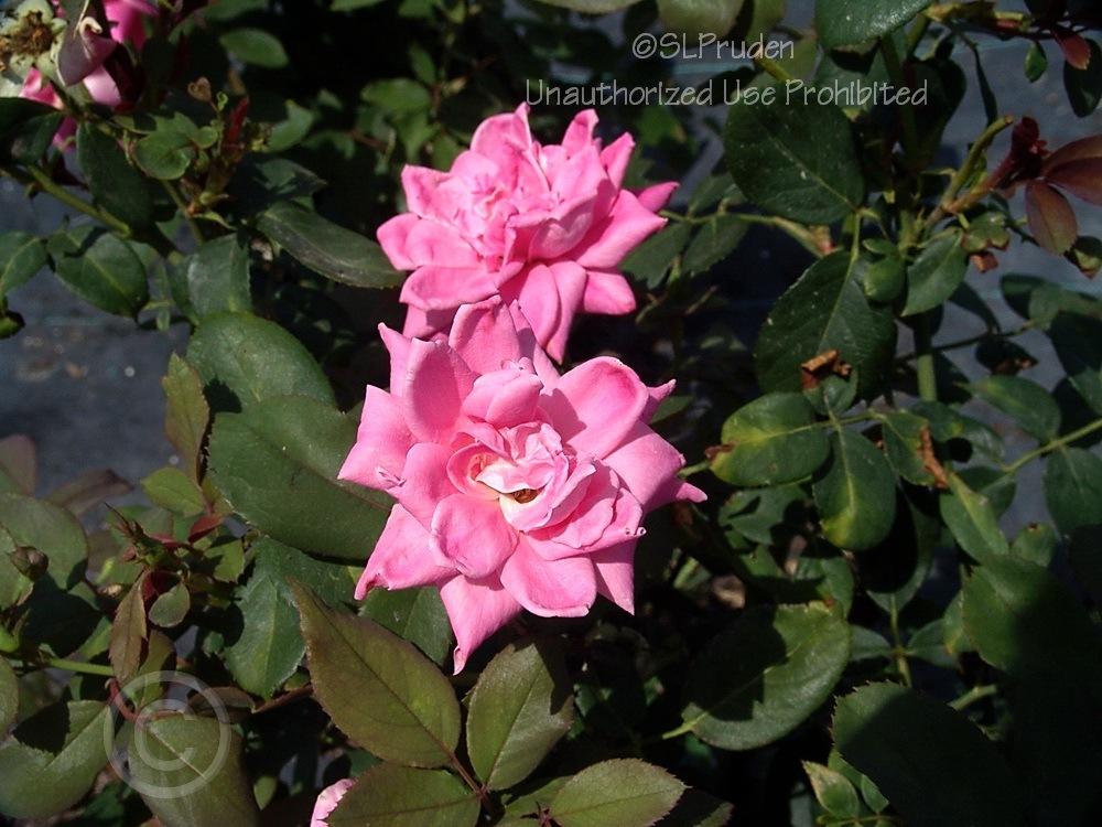 Photo of Rose (Rosa 'Pink Double Knock Out') uploaded by DaylilySLP