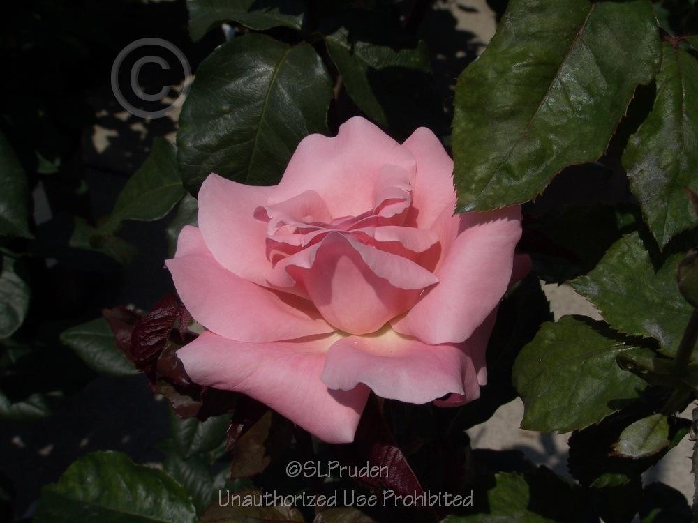 Photo of Rose (Rosa 'Queen Elizabeth') uploaded by DaylilySLP