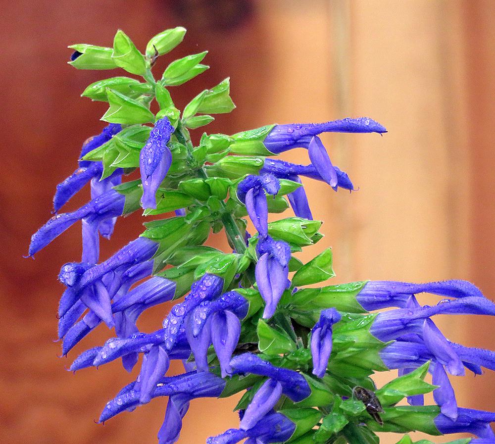 Photo of Mexican Sage (Salvia mexicana 'Limelight') uploaded by DebraZone9
