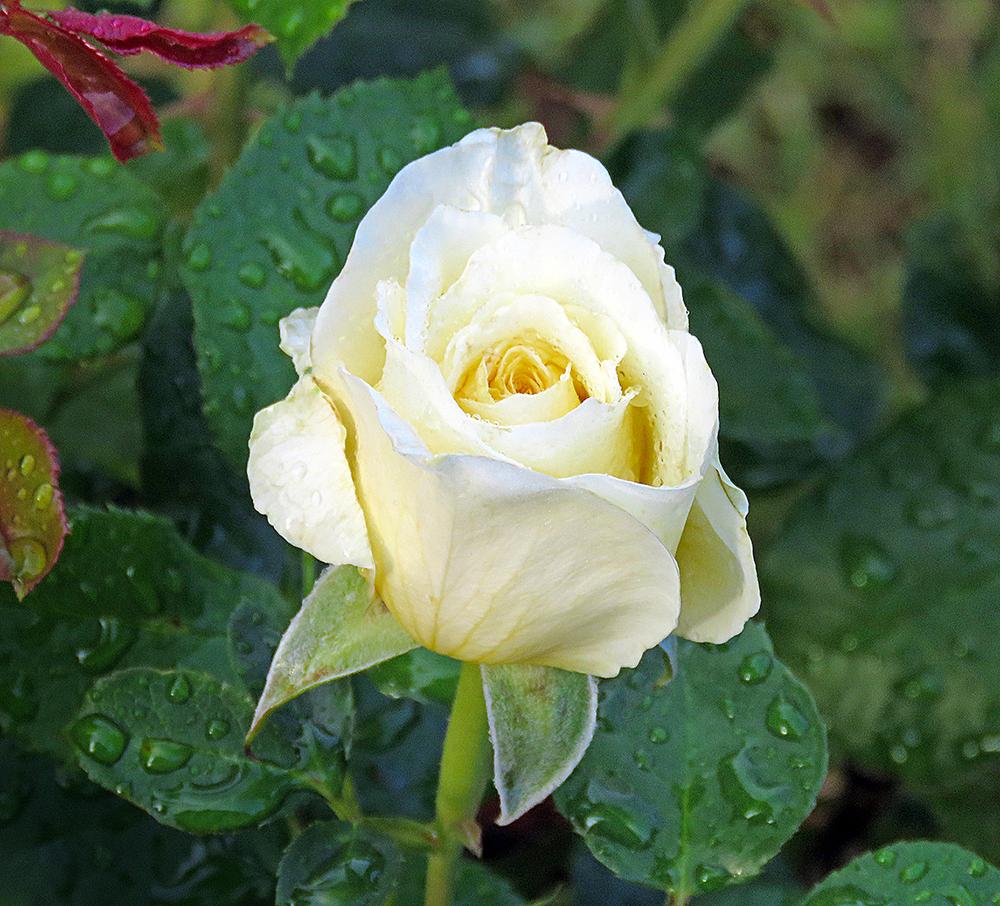 Photo of Rose (Rosa 'White Licorice') uploaded by DebraZone9