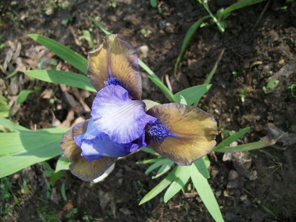 Photo of Standard Dwarf Bearded Iris (Iris 'What Again') uploaded by DonnaKribs