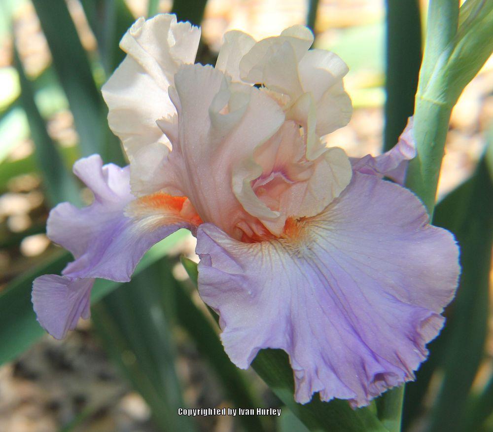 Photo of Tall Bearded Iris (Iris 'Arrivederci') uploaded by Ivan_N_Tx