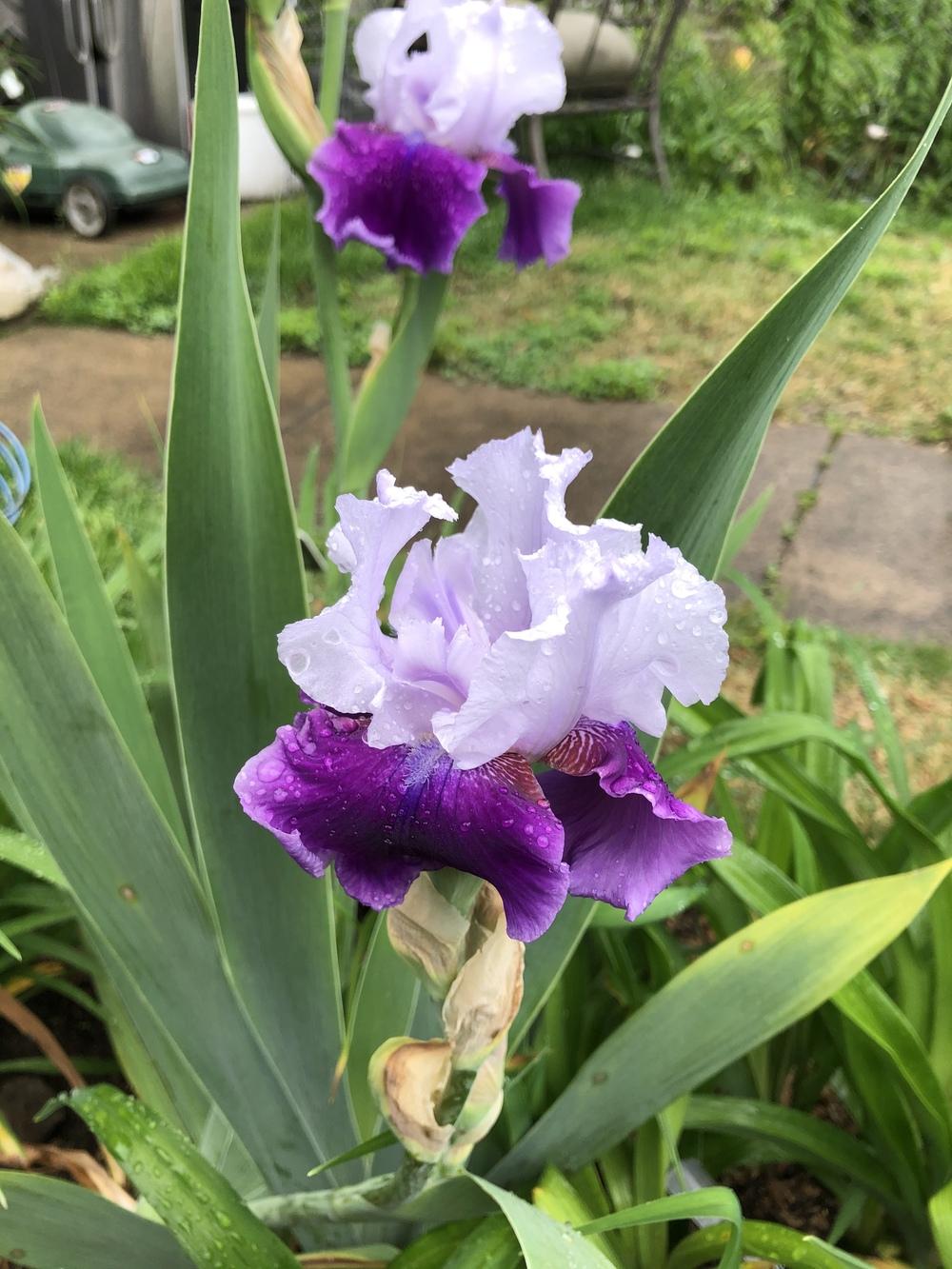 Photo of Tall Bearded Iris (Iris 'Gay Parasol') uploaded by Lilydaydreamer