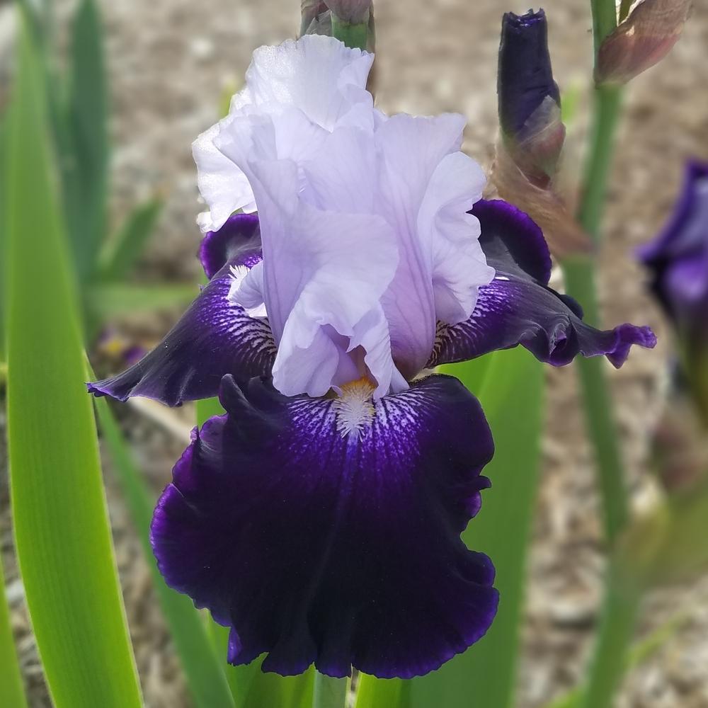 Photo of Tall Bearded Iris (Iris 'Royal Storm') uploaded by OrganicJen