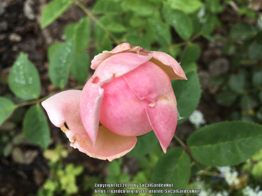 Photo of Rose (Rosa 'Eglantyne') uploaded by SoCalGardenNut