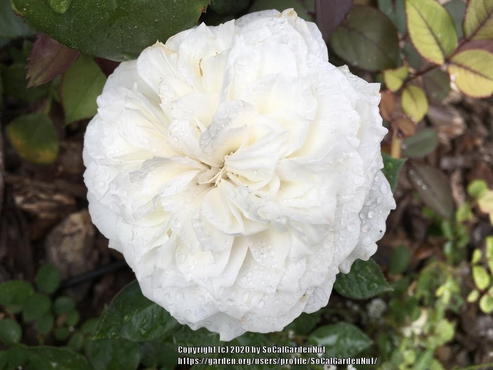 Photo of Rose (Rosa 'Pure Perfume') uploaded by SoCalGardenNut