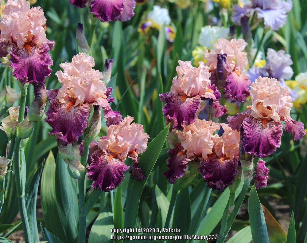 Photo of Tall Bearded Iris (Iris 'Full of Magic') uploaded by Valery33