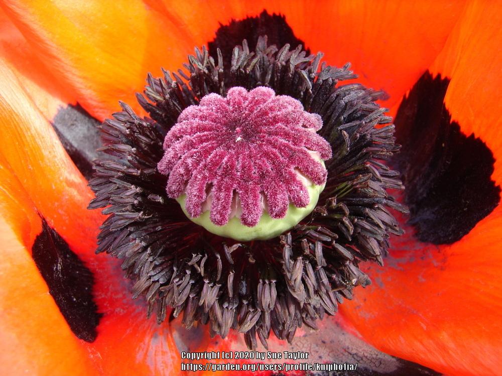 Photo of Oriental Poppy (Papaver orientale 'Beauty of Livermere') uploaded by kniphofia