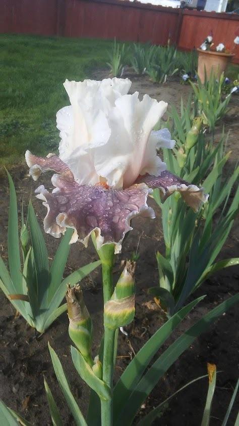 Photo of Tall Bearded Iris (Iris 'Coffee Whispers') uploaded by scary1785