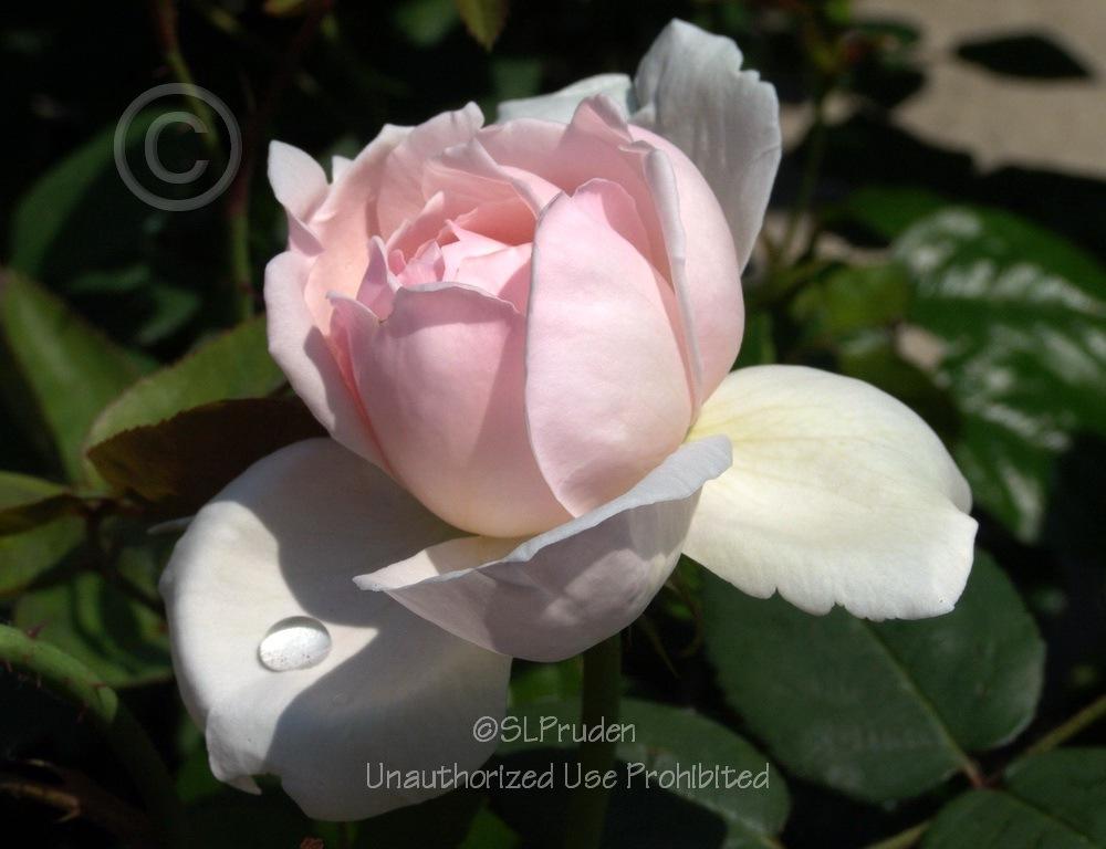 Photo of Rose (Rosa 'St. Cecilia') uploaded by DaylilySLP