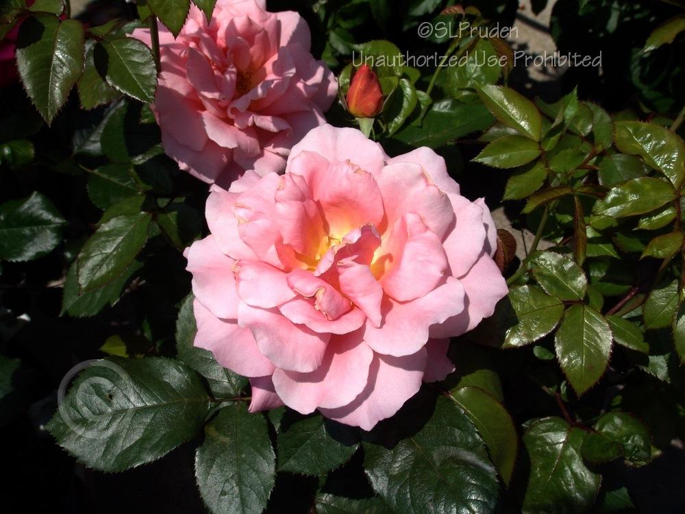 Photo of Rose (Rosa 'Sweet Fragrance') uploaded by DaylilySLP