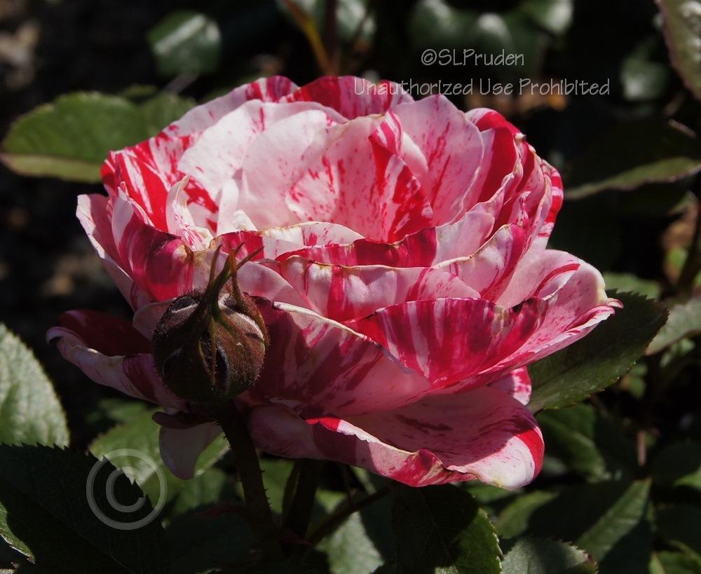 Photo of Rose (Rosa 'Scentimental') uploaded by DaylilySLP