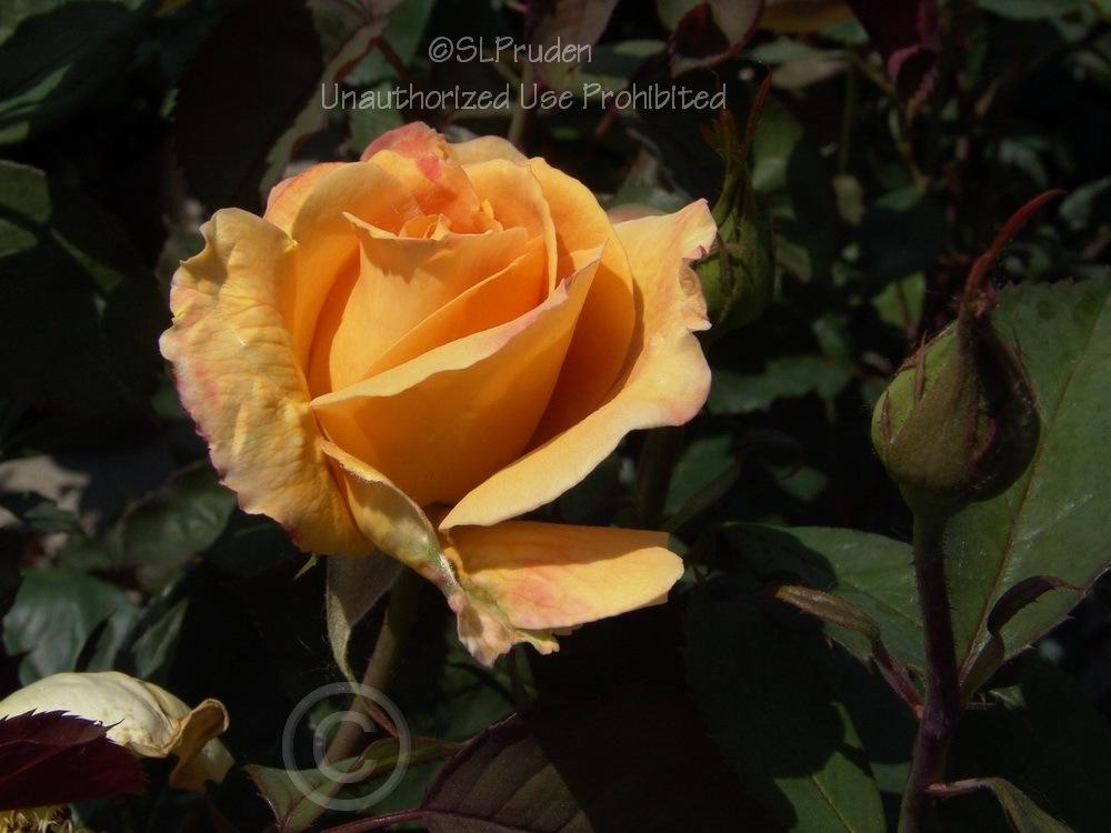 Photo of Rose (Rosa 'Strike It Rich') uploaded by DaylilySLP