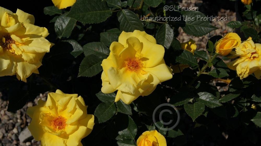 Photo of Rose (Rosa 'Sunsprite') uploaded by DaylilySLP