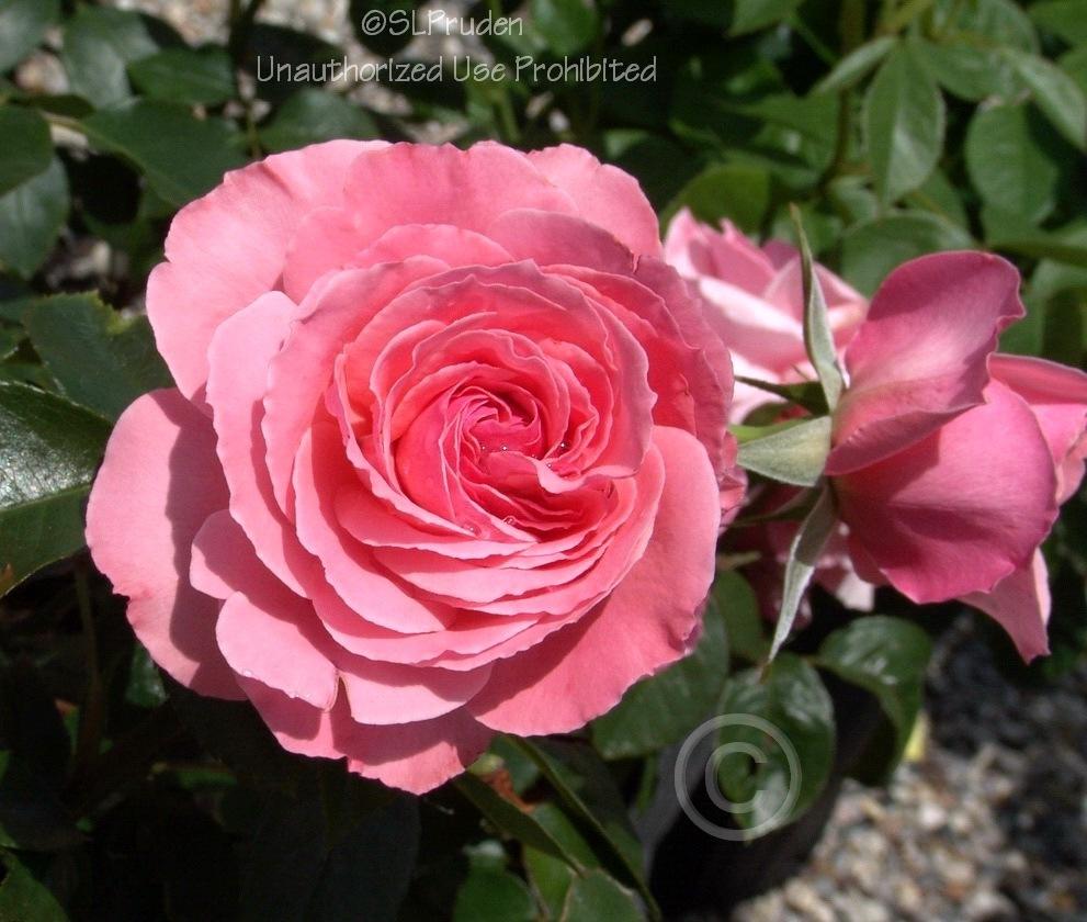 Photo of Rose (Rosa 'Sexy Rexy') uploaded by DaylilySLP