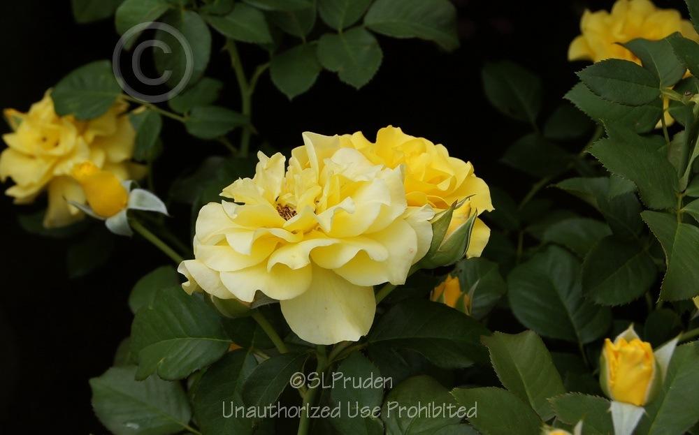Photo of Rose (Rosa 'Sparkle & Shine') uploaded by DaylilySLP