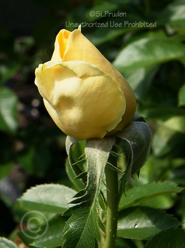 Photo of Rose (Rosa 'Sunshine Daydream') uploaded by DaylilySLP