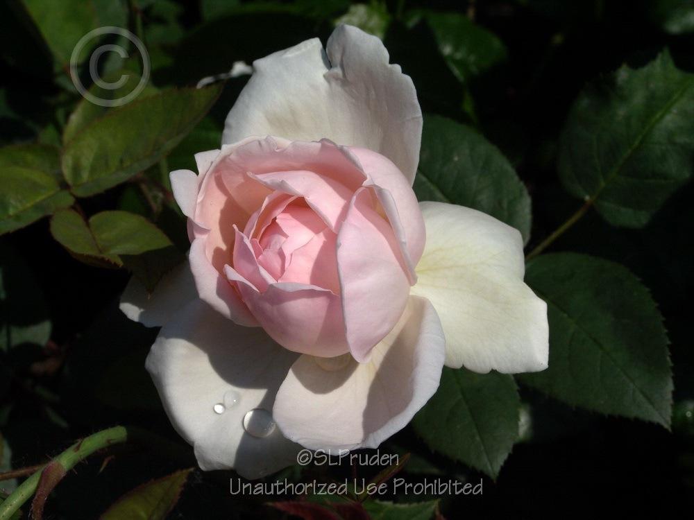 Photo of Rose (Rosa 'St. Cecilia') uploaded by DaylilySLP