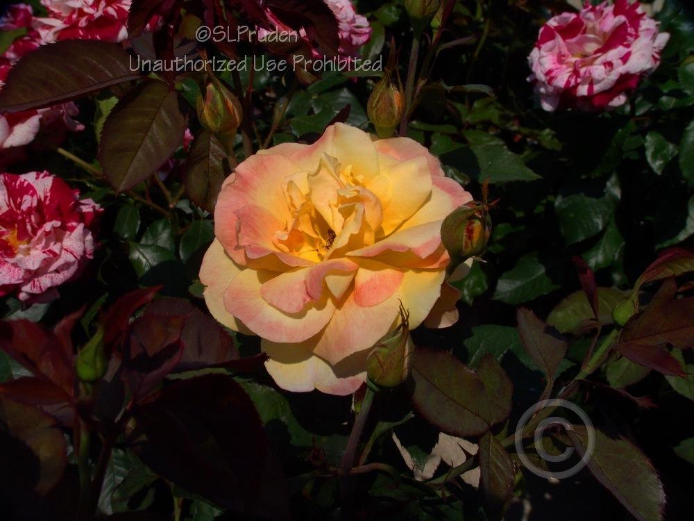 Photo of Rose (Rosa 'Strike It Rich') uploaded by DaylilySLP