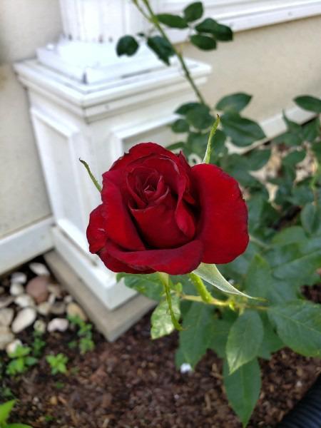 Photo of Rose (Rosa 'Black Magic') uploaded by LindsayG