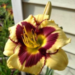 Location: Winston-Salem, NC
Date: 2017-07-03
Quite simply, I adore this daylily.  To me, it's summer.