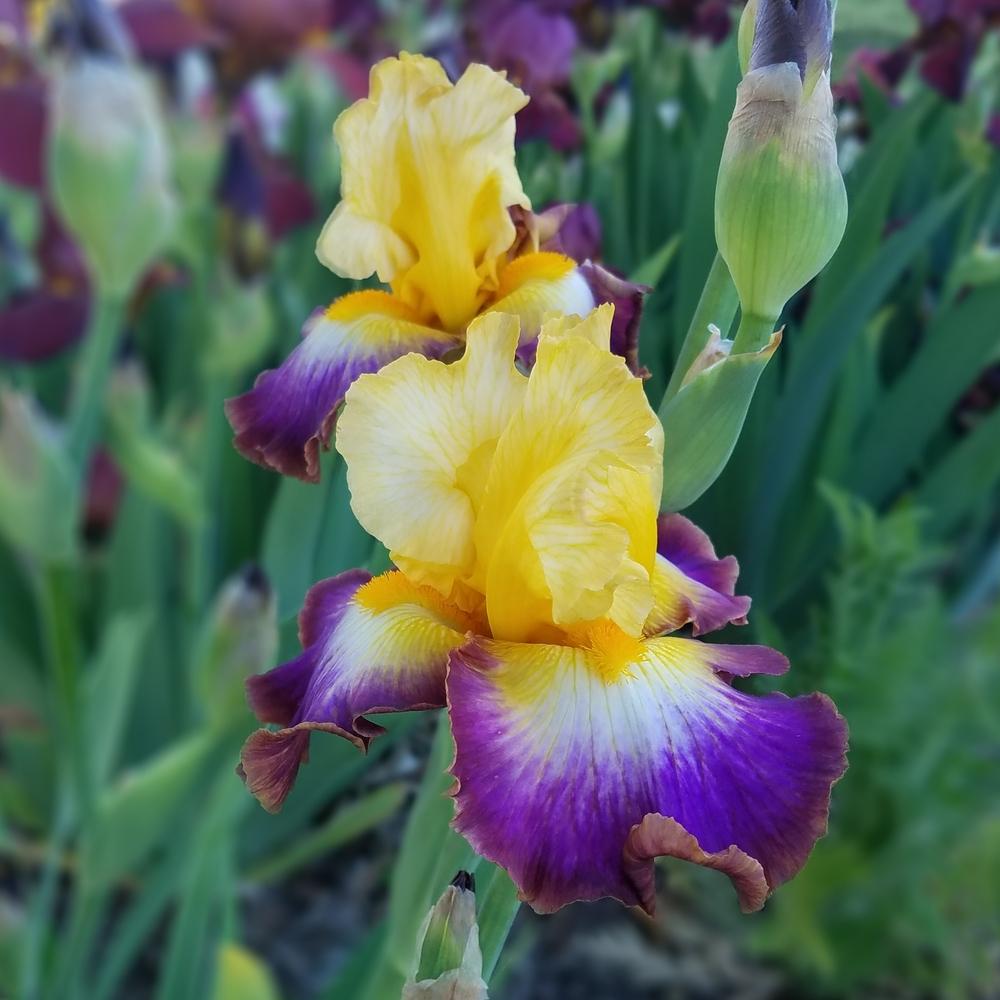 Photo of Tall Bearded Iris (Iris 'Rainbow High') uploaded by OrganicJen