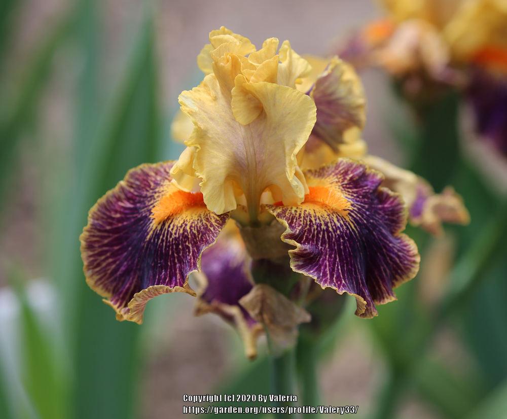 Photo of Intermediate Bearded Iris (Iris 'Delirium') uploaded by Valery33