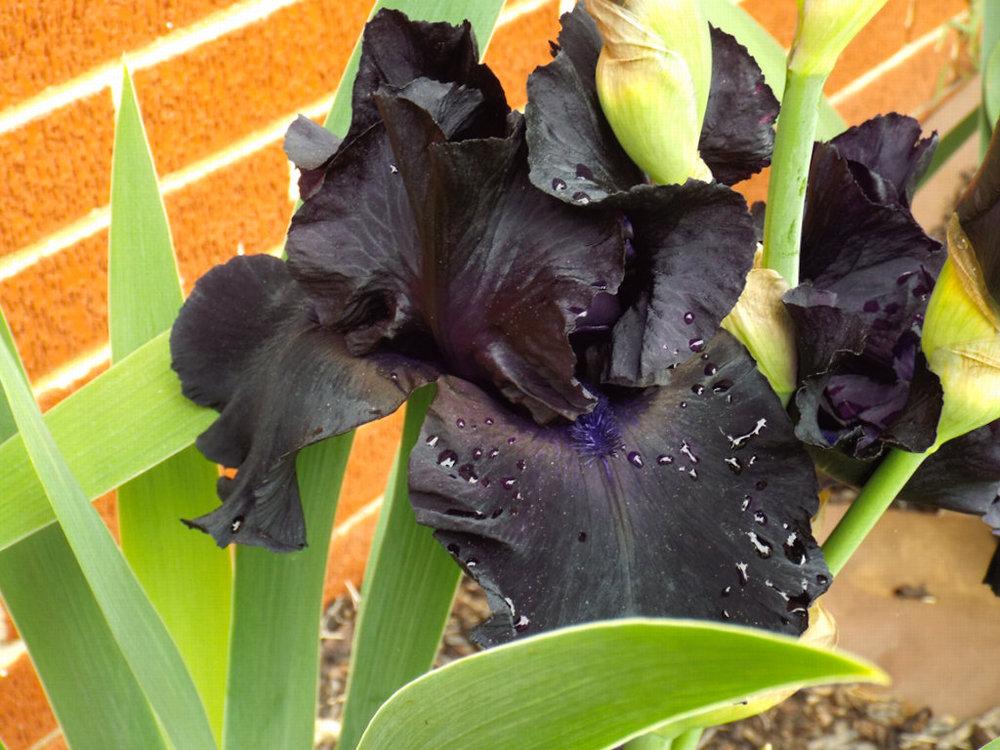 Photo of Tall Bearded Iris (Iris 'Black Suited') uploaded by chesney123